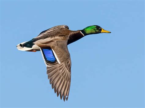 Female Mallard Duck Flying