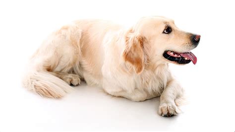 Tìm Hiểu Nguồn Gốc Chó Golden Retriever Rõ Ràng Và đầy đủ