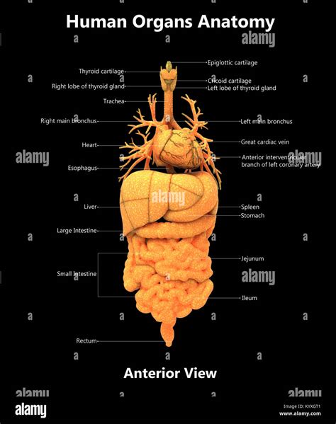 Human Body Organs Label Hi Res Stock Photography And Images Alamy