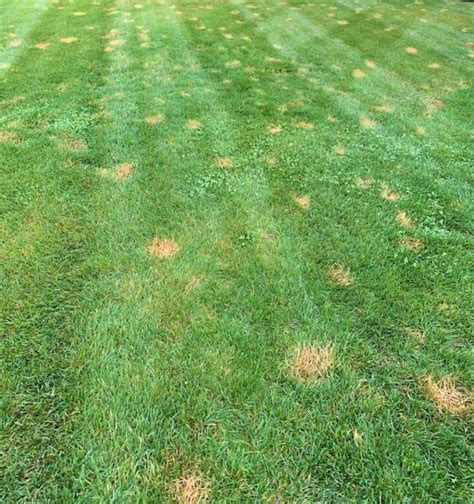 Heres Why Your Lawn May Have Yellow Dots Seascape Inc