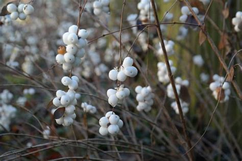 How To Grow Snowberries For Winter Interest Dengarden