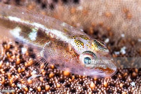 Gobies Photos And Premium High Res Pictures Getty Images