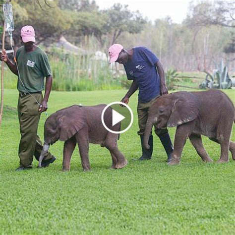 A Tale Of Hope Two Orphaned Baby Elephants Inspiring Journey To Survival