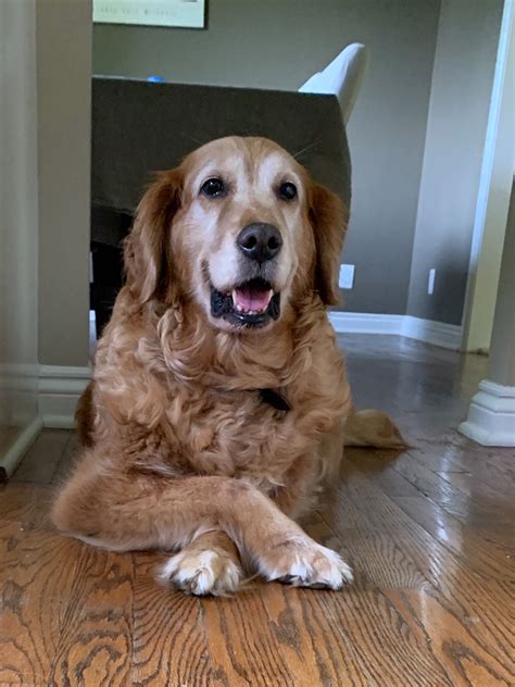 Make sure you talk to the breeder about the other breed in the mix. Golden Retriever Rescue in Nebraska | SHARE Omaha