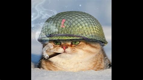 Army Cat Blank Template Imgflip