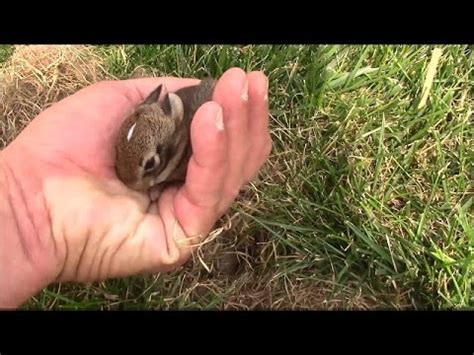 Dead rabbits can be recognized by their large, dark eyes, long ears, and mottled gray, brown, or white fur. Baby Rabbits In A Nest In The Grass | Quipster