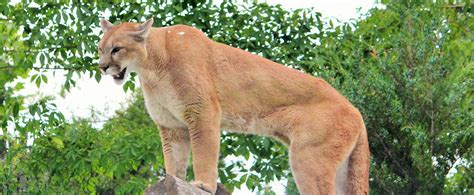 Extinto El Puma Del Oriente Americano ¿verdad O Mito Latinamerican Post