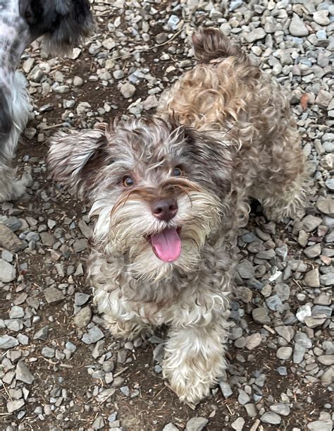 Kennels New York : Meet The Parents