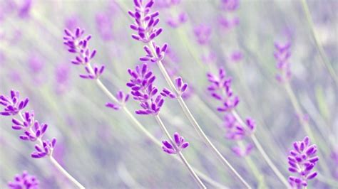 Lavender Desktop Wallpapers Top Những Hình Ảnh Đẹp
