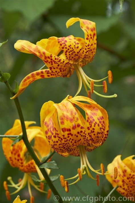 Humboldts Lily Lilium Humboldtii A Spring To Early Summer