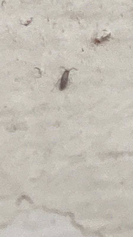 Tiny Black Bugs In Bathroom Floor Flooring Blog