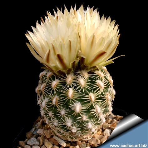 Pediocactus Bradyi Sb470 Cocomino Co Arizona Usa
