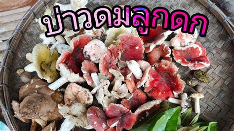 สวัสดีครับ ต้อนรับฮาโลวีนกันด้วยหนังน่ากลัวของไทยนี่แหละ จขกท.ชอบดูหนังแนวหลอนๆหนังผีครับ โดยเฉพาะหนังไทย ก็เลยรวบรวมรายชื่อหนังผี หนัง. เก็บเห็ดแดง - YouTube