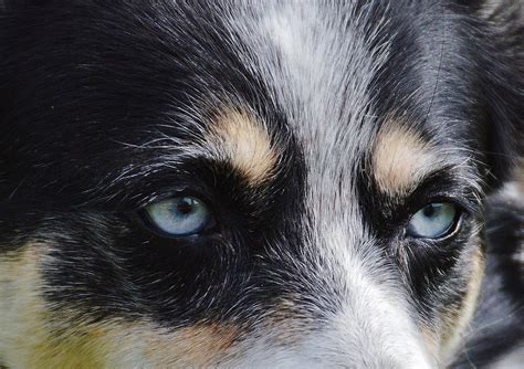 See more ideas about shepherd, german shepherd dogs, german shepherd. German Shepherd Husky Mix: Complete Guide To A Gerberian ...