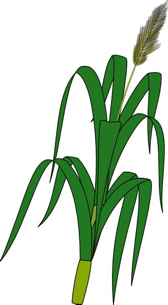 3594 bunga clipart gratis domain publik vektor. Gambar Padi Vektor Png - Koleksi Gambar HD