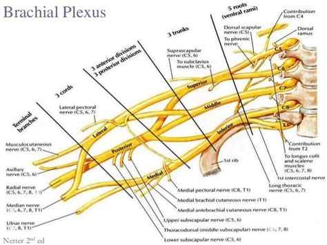 Roots Of Brachial Plexus