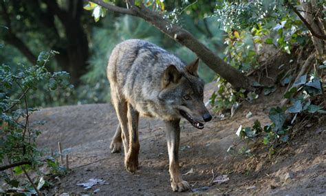 Iberian Wolf Zoo Barcelona