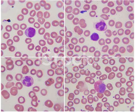 Blood Cells Under Microscope Micropedia
