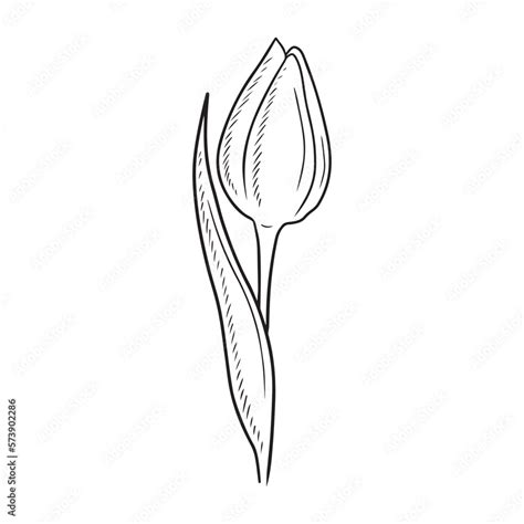 One Realistic Beautiful Tulip Bud Flower With Leaf Isolated On White