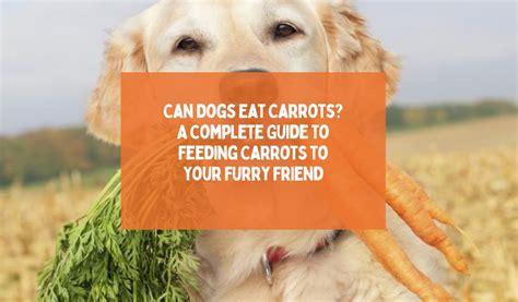 Can Dogs Eat Carrots A Complete Guide To Feeding Carrots To Your Furry