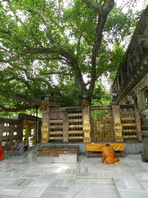 Bodhi Tree Bodh Gaya What To Know Before You Go With Photos My Xxx