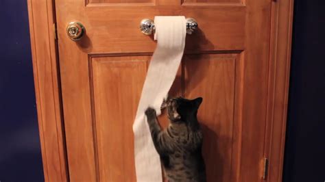 Cute Funny Cat Unrolls Toilet Paper Youtube