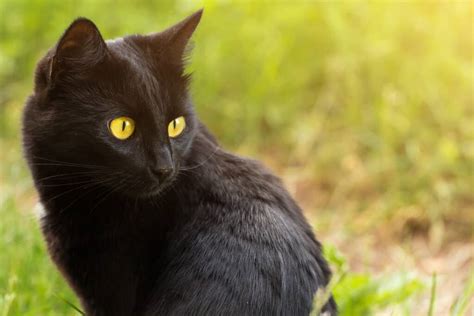 Black Burmese Cat Vs Bombay Cat A Z Animals