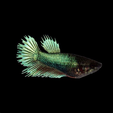 Green Female Crowntail Betta Fish Petco