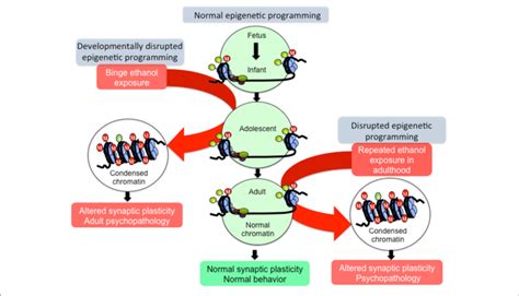 Hypothetical Model Of Epigenetic Reprogramming By Alcohol During