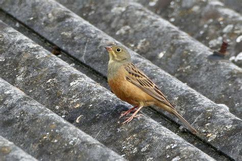 Ortolan Bunting By Mark Rayment Birdguides