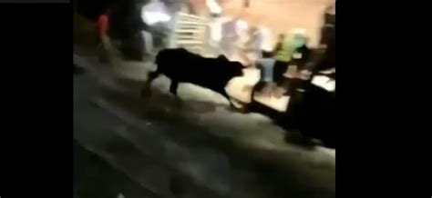 Touro Invade Arquibancada E Fere Pessoas Durante Rodeio Em Minas