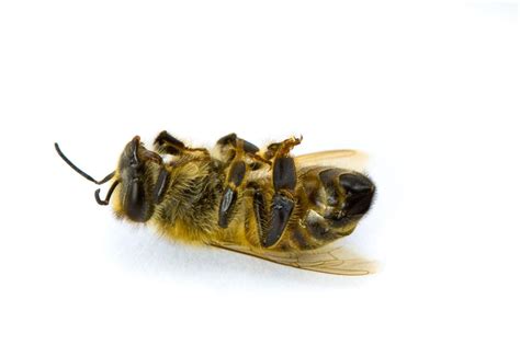 There are several reasons why this may be happening, most of which involve a beehive living in or attached to the structure with typically a large. Environmental | Public Notice Resource Center