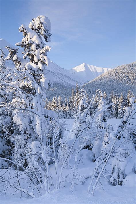 Winter Scenic Of Snowcovered Spruce Photograph By Jeff Schultz