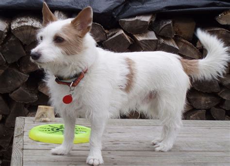 Portuguese Podengo Pequeno - PetGuide
