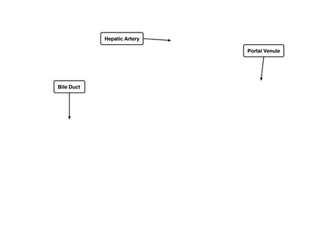 Branches of the hepatic artery carry oxygenated blood to the hepatocytes, while branches of the. Portal Triad