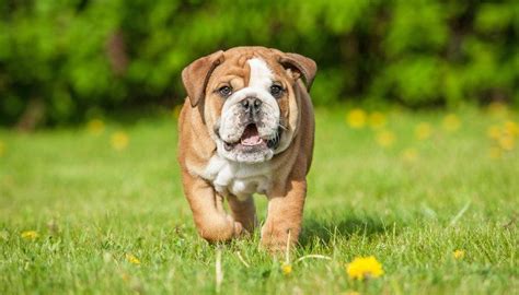 Best Dog Food For English Bulldogs 6 Vet Recommended Brands English