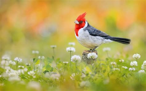 Animal Red Crested Cardinal Hd Wallpaper