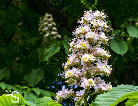 Fleurs De Bach White Chestnut Marronnier Blanc 35 Santé