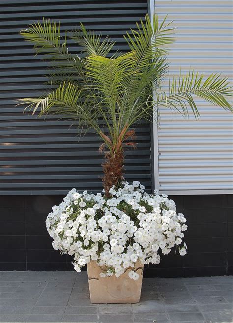 Container Gardening Palms With Cascading Petunias Palm Trees Garden
