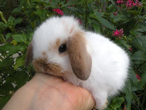 Baby Lop Bunny Sweet Cute Bunny Pictures Baby Animals Pictures Cute
