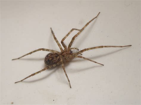 British Wildlife Of The Week House Spider The Nature Nook