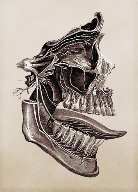 131 Best My Skull Anatomy Images On Pinterest Bones