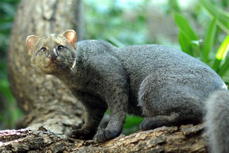 Jaguarundi Facts, History, Useful Information and Amazing Pictures