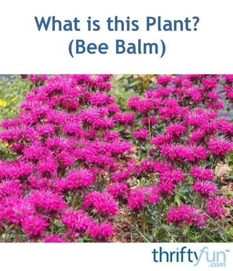 What Is This Plant Bee Balm Thriftyfun