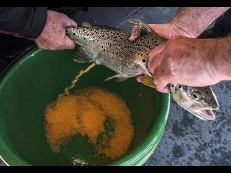 Mykiss=a vernacular name for the species in kamchatka, russia (ref. Desove artificial de la trucha Arco Iris (Oncorhynchus ...
