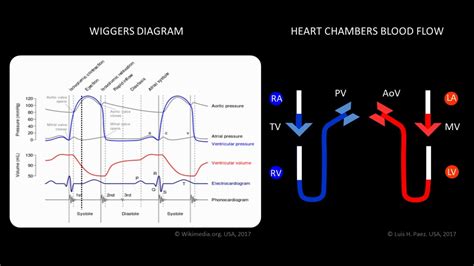 In some cases, you likewise reach not discover the message wiring harness explanation that you are looking for. 34 Wiggers Diagram Explanation - Wiring Diagram Database