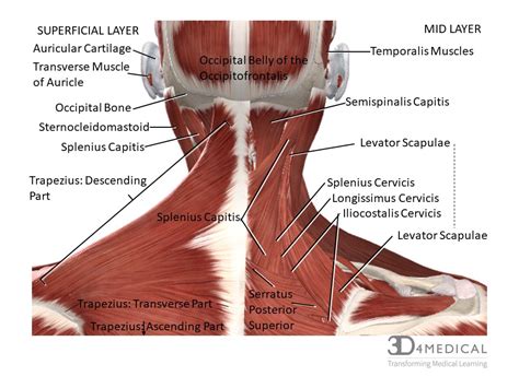 Neck Muscle Diagram Labeled Anatomy Chart Of Neck And Shoulder Images