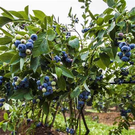 Preparing To Plant Blueberries The Bibb Voice