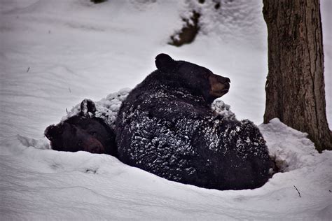Black Bears Sleeping Snow Wildlife Free Nature Pictures By