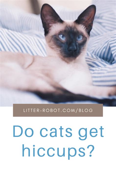Do Cats Get Hiccups Learn More On The Litter Robot Blog